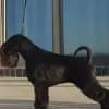 Dosso Dossi profile
