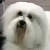 Akarana profile