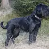 vom Bichelbach profile