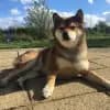 Yasu No Kuni profile
