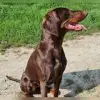vom Mainebach profile