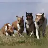 Eder Valley’s Flying Paws profile