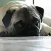 of Borinois profile