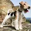 v. Warndtwald profile