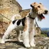 v. Warndtwald profile