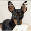  HERZLICH WILLKOMMEN BEI  CURIOUS MADCAPS  ENGLISH TOY TERRIER KENNEL! profile