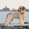 del bosco santo profile