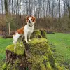 vom wilden Zimt profile