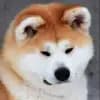 Natsu no Yama profile
