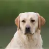 Ideal Companion profile