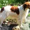 von der Wiesbachaue profile