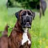 von der Alsenz profile
