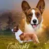 Collinski’s profile