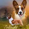 Collinski’s profile