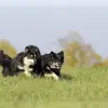 Renflockens profile