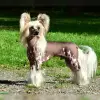 Be My Dog’s profile