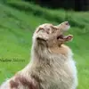Australian Shepherds vom Purzels-Hof profile