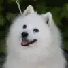 Tiny Snowballs profile