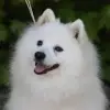Tiny Snowballs profile