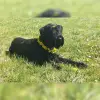 von der Löwenzahnwiese profile
