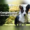 Corginauten profile