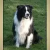 Agility Joy profile