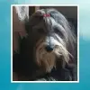 Our Own Surprise profile