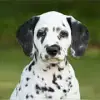 Somora's Dalmatiner profile