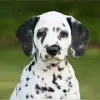 Somora's Dalmatiner profile