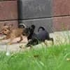 Hundezucht "von Toy-Hit" profile