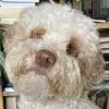 Salotti pieni d'amore profile