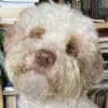 Salotti pieni d'amore profile