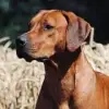 Cahouki profile
