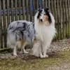 COLLIES VOM BERGEMER SCHLEHENHAIN profile