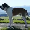 vom Mooshof profile
