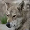 Tachunga profile
