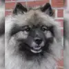 Silverfern Kees profile