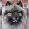 Silverfern Kees profile