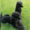Leanka's profile
