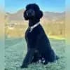 vom Blessinghof profile