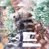 vom Border Land-Buterland profile