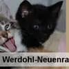 Tierschutzverein Werdohl- Neuenrade u.U. e.V. Logo