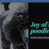Joy of the poodles profile
