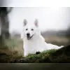 von den weissen Freunden vom Illertal profile