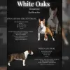 White Oaks profile