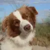 Oakmountains Borderpatrol profile