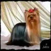 Lindos Perritos profile