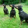 von der Diebesbande profile