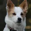vom Steigbrönnle profile