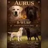 Aurus profile